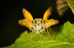 Der Rostfarbiger Dickkopffalter (Ochlodes sylvanus) hat sich mal vorgestellt :))  The rusty skipper butterfly (Ochlodes sylvanus) introduced itself :))  Le papillon skipper rouillé (Ochlodes sylvanus) s'est présenté :))