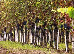 painting a vineyard
