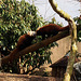 The red pandas, 1