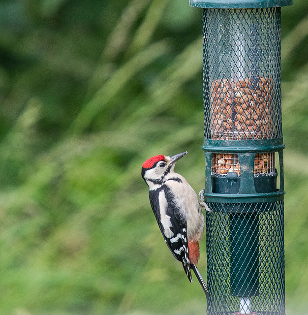 Greater spotted woodpecker3
