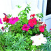 The trough of petunias outside the kitchen has a wonderful scent.
