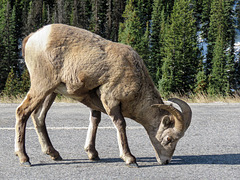Bighorn Sheep licking salt off the highway