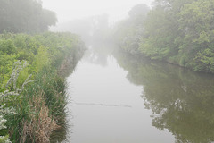 fog on the creek