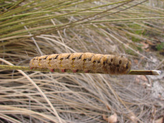 caterpillar WA