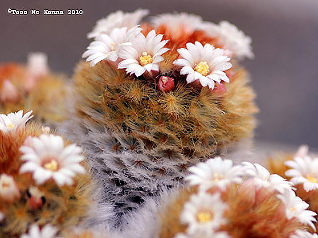 Cacti flowers ( Mammillaria aureilanata)179 copy - Copy