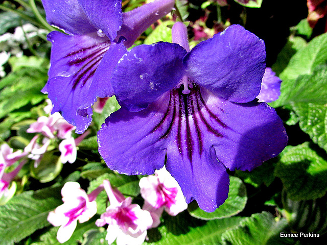 Violet Petals