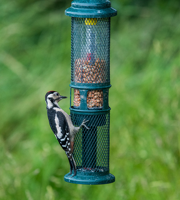 Greater spotted woodpecker4