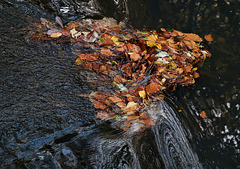 Leaves And Water