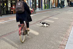 Cat crossing the road