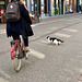 Cat crossing the road