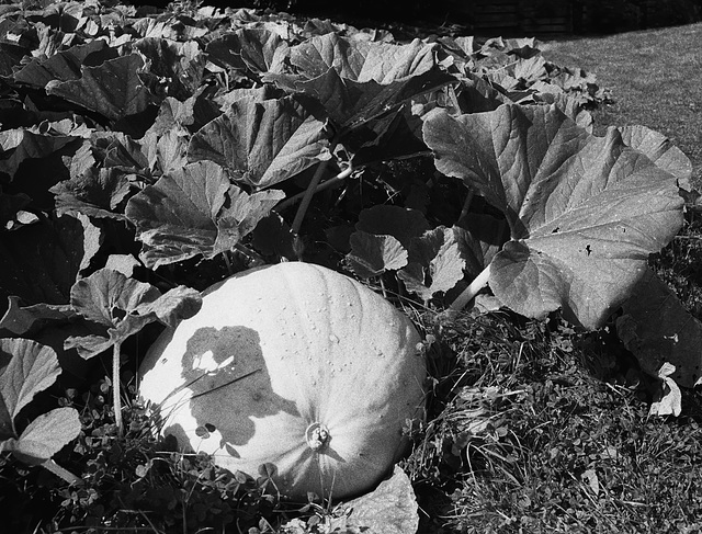 Pumpkin at Wightwick Manor 2 Pumpkin at Wightwick Manor 2