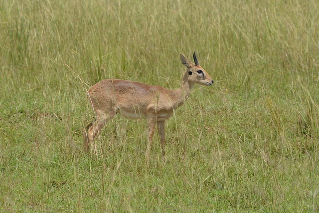 Uganda, Oribi at  Murchison Falls National Park