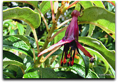 Tree Fuchsia