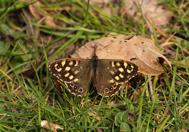 Speckled wood (Pararge aegeria) butterfly