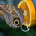 Schmetterling Morpho