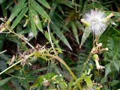 DSCN1632 - mata-pasto Erechtites valerianifolius, Asteraceae