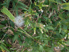 DSCN1633 - mata-pasto Erechtites valerianifolius, Asteraceae