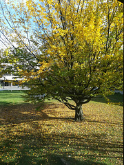 Campus Tree #1
