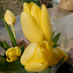 Tulipes au cimetière