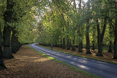 Lime tree Avenue - Clumber park - Nottinghamshire.