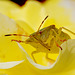 Green Shield Bug (Palomena prasina)