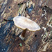 Mushroom growing on a log