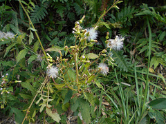 DSCN1634 - mata-pasto Erechtites valerianifolius, Asteraceae