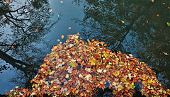 Leaves And Water