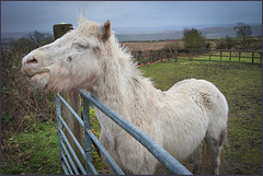 ''A Happy 'horse' fence Friday'' to all ... from > Dj.