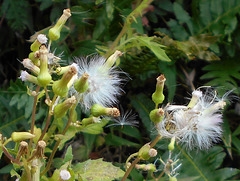 DSCN1634a - mata-pasto Erechtites valerianifolius, Asteraceae