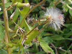 DSCN1634b - mata-pasto Erechtites valerianifolius, Asteraceae