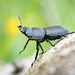 Welcome to my world - Stag Beetle