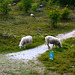 Sheep on the footpath