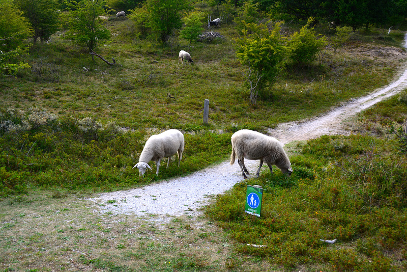 Sheep on the footpath