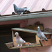 ma petite famille pigeons
