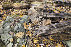 Autumn Jumble – Cunningham Falls State Park, Thurmont, Maryland