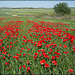 Poppy field, Algete, Madrid Province