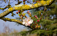 Fleurs de cerisier japonais.