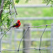 Day 5, Vermilion Flycatcher, King Ranch, Norias Division, South Texas