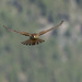 Cernicalo vulgar (Falco tinnunculus canariensis)♀