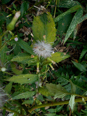 DSCN1635 - mata-pasto Erechtites valerianifolius, Asteraceae