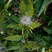 DSCN1635 - mata-pasto Erechtites valerianifolius, Asteraceae