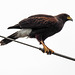 Day 5, Harris's Hawk, King Ranch, Norias Division