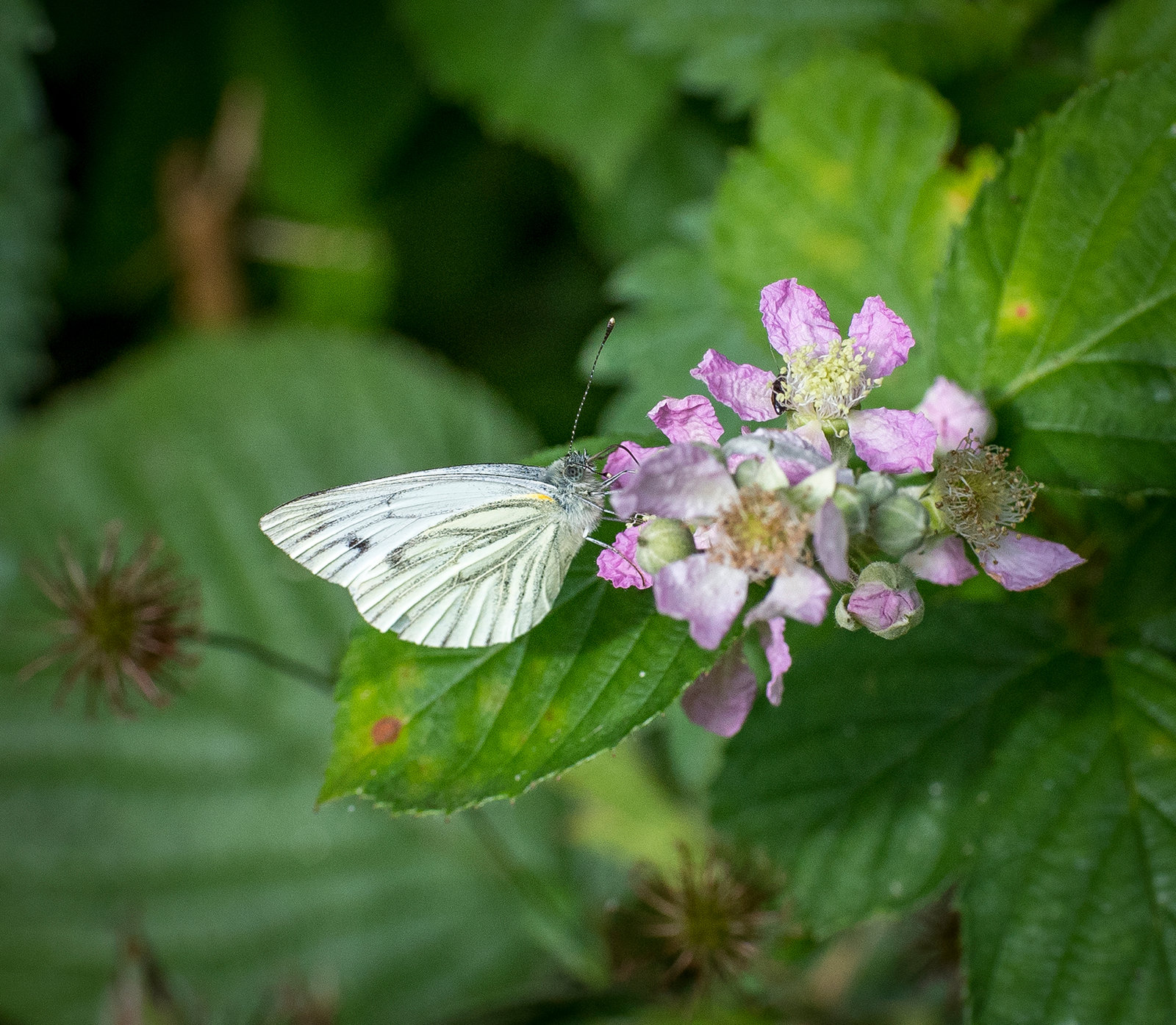 Green veined white butterfly5