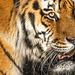 Sibirischer Tiger ++ Panthera tigris altaica ++ Zoo Munich