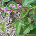 DSCN1636 - pega-pega Desmodium incanum, Fabaceae Faboideae