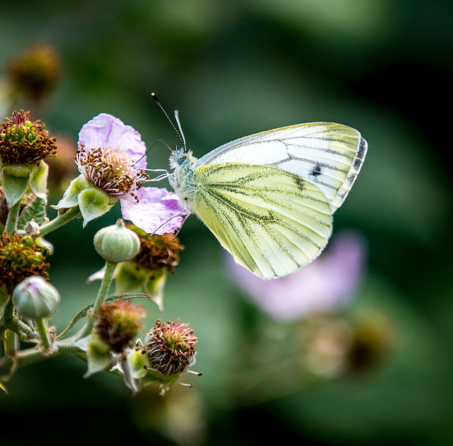 Green veined white butterfly6
