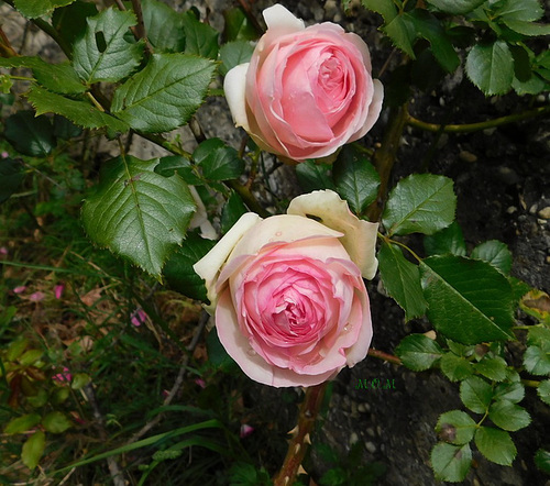 Roses de ronsard*********