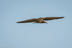 Cernicalo vulgar (Falco tinnunculus canariensis)♀