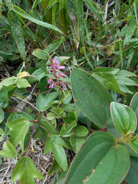 DSCN1637 - pega-pega Desmodium incanum, Fabaceae Faboideae